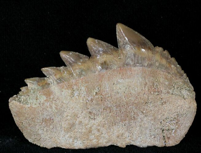 Fossil Cow Shark (Notorynchus) Tooth - Morocco #24506